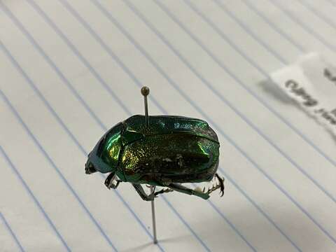 Image of emerald beetle