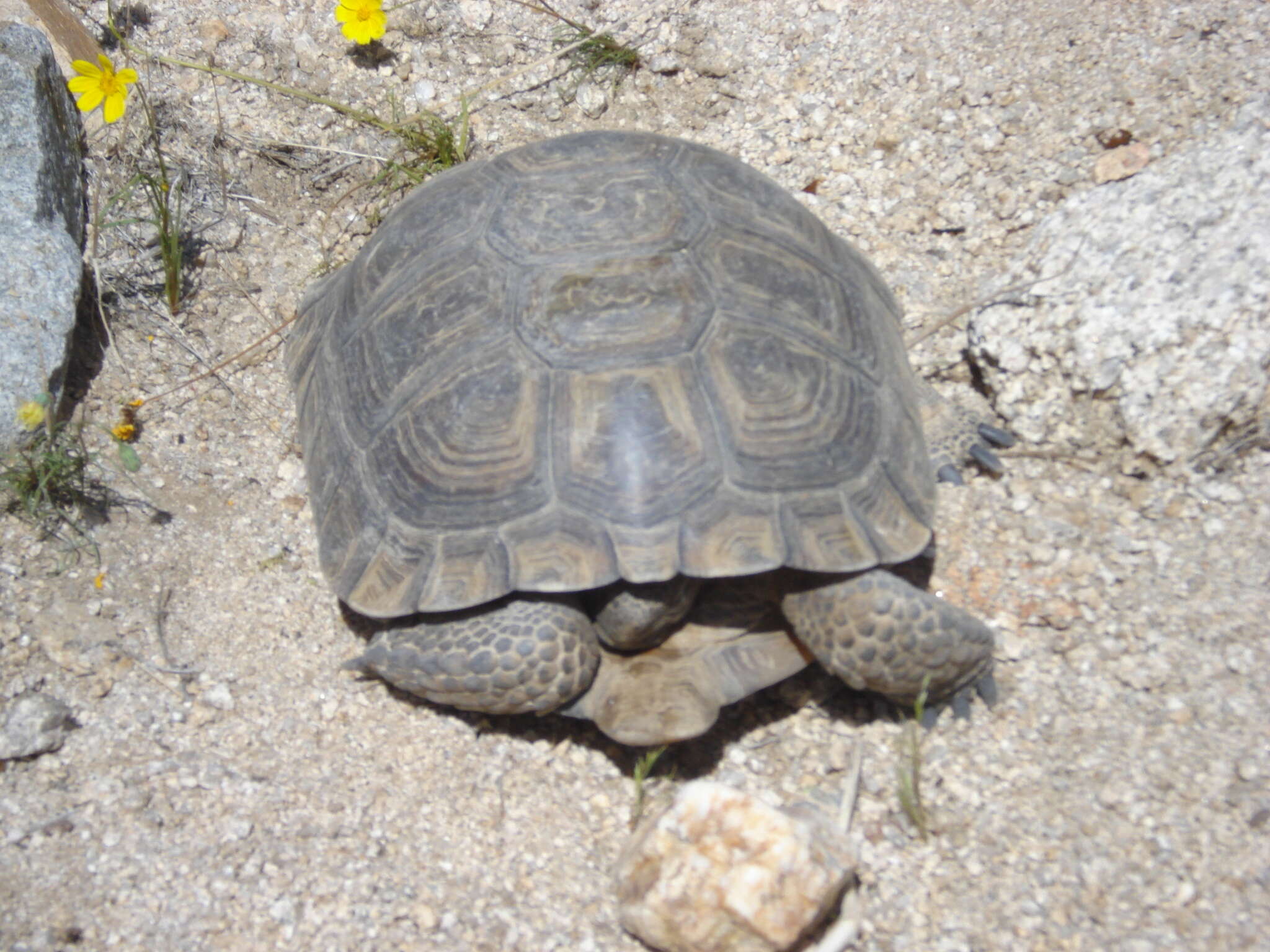 Image of desert tortoise