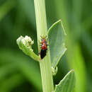 Слика од Languria bicolor (Fabricius 1798)