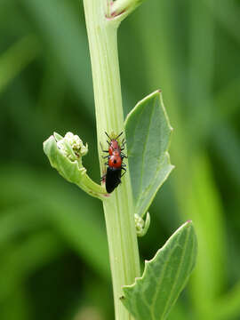 Слика од Languria bicolor (Fabricius 1798)