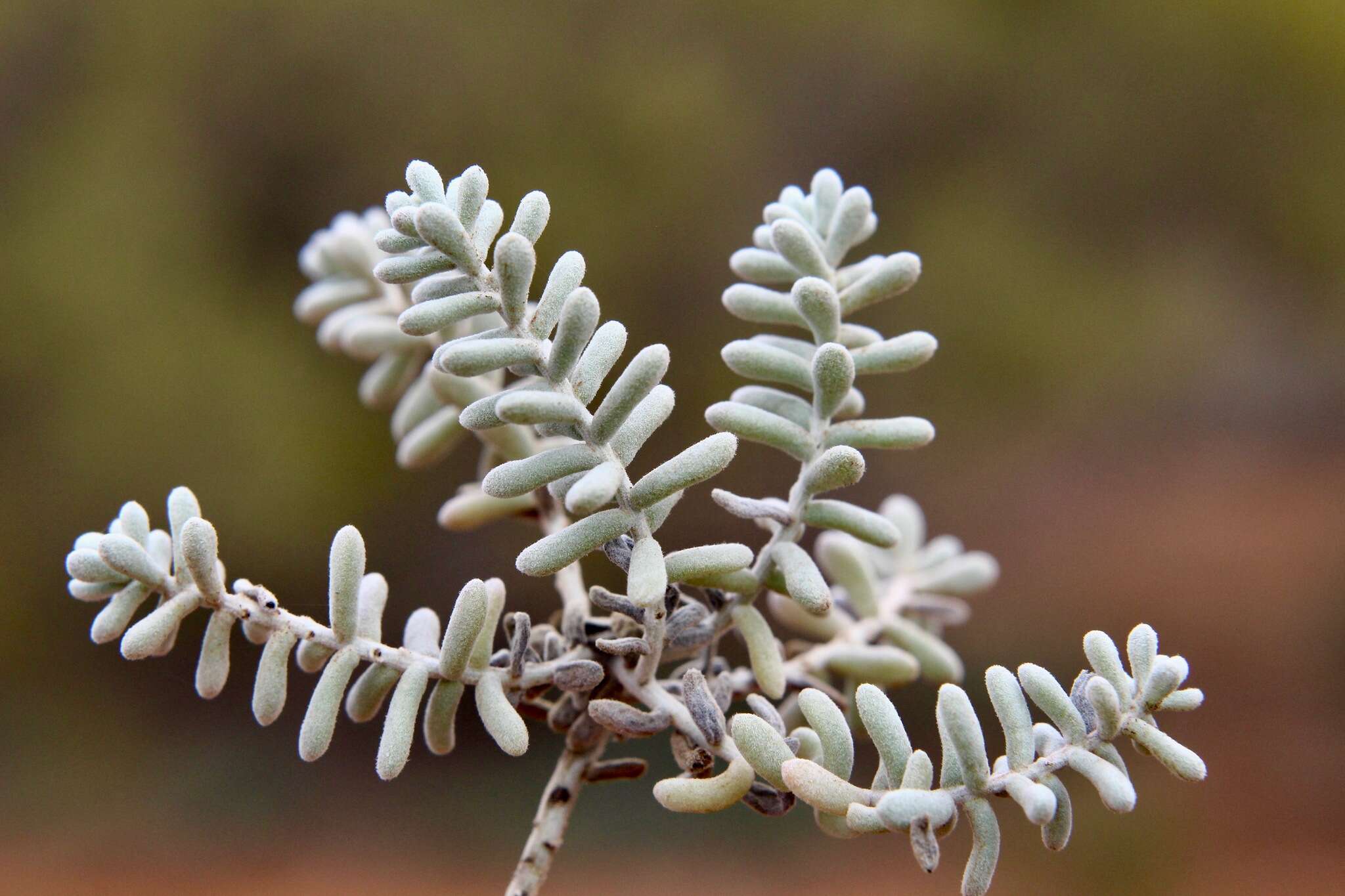 Plancia ëd Maireana sedifolia (F. Müll.) P. G. Wilson