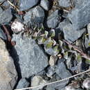 Image of Anaphalioides alpina (Cockayne) D. Glenny