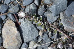 Image de Anaphalioides alpina (Cockayne) D. Glenny