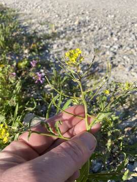 Image of bushy wallflower