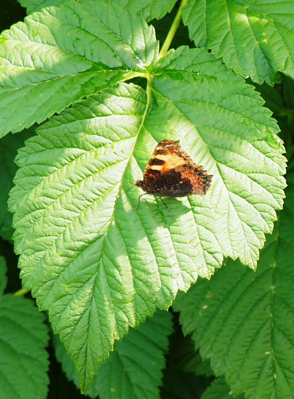 Imagem de Aglais urticae Linnaeus 1758