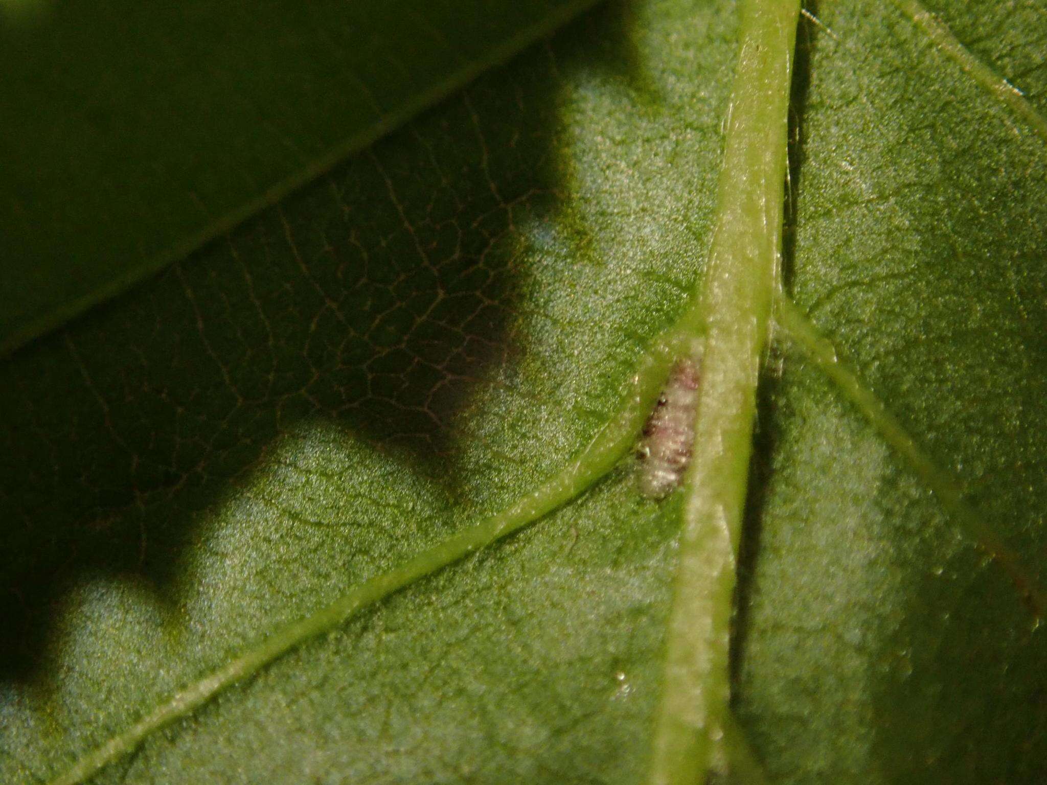 Image of <i>Aceria tenella</i>