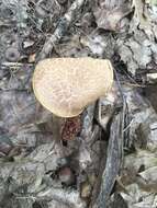 Image of Aureoboletus russellii (Frost) G. Wu & Zhu L. Yang 2016