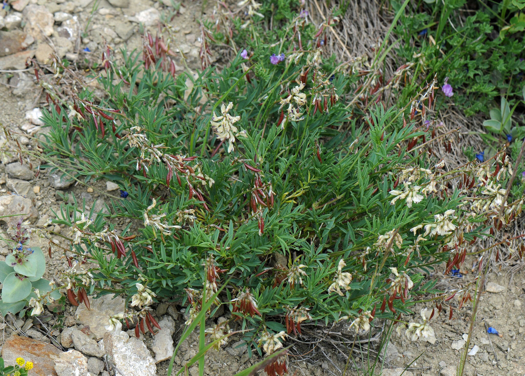 صورة Astragalus australis (L.) Lam.