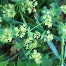 Image of broadtooth lady's mantle