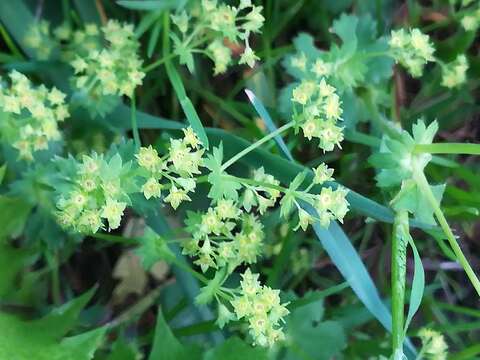 Image of broadtooth lady's mantle