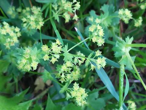 صورة Alchemilla subcrenata Buser