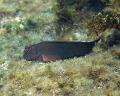 Image of Black blenny