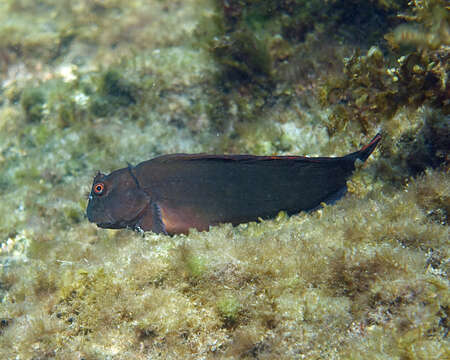 Image of Black blenny