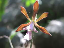 Image of Encyclia acapulcensis