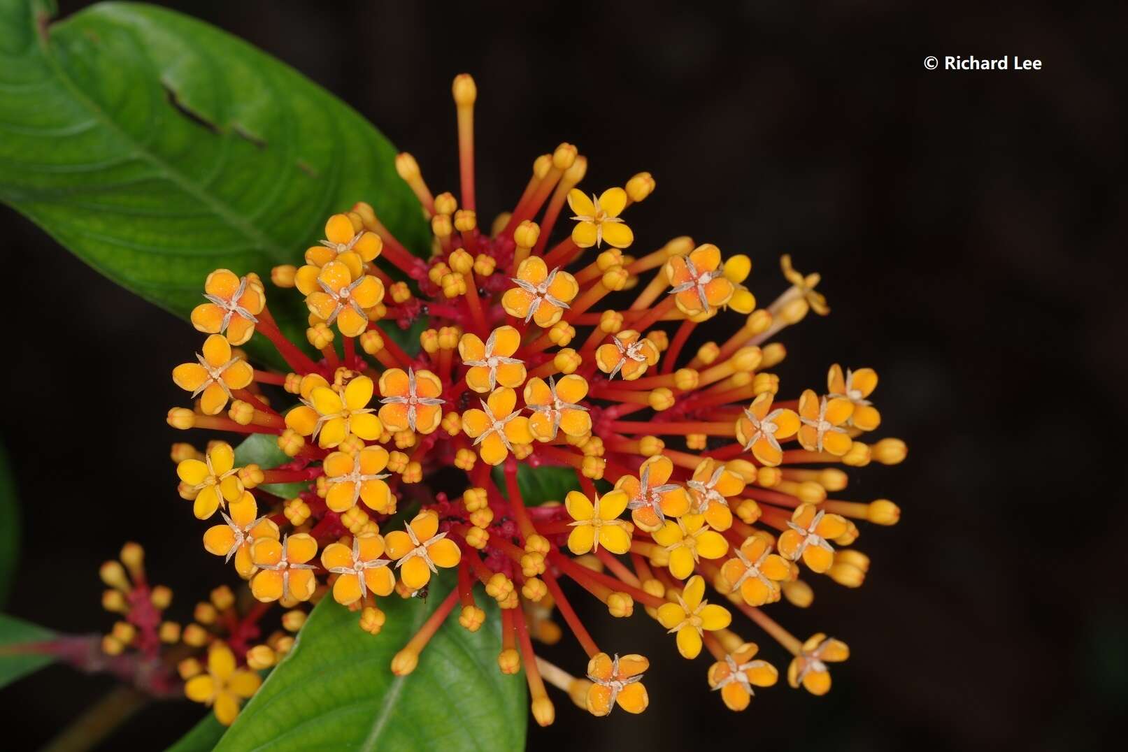 Image of Ixora congesta Roxb.