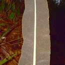 Sivun Elaphoglossum latifolium (Sw.) J. Sm. kuva