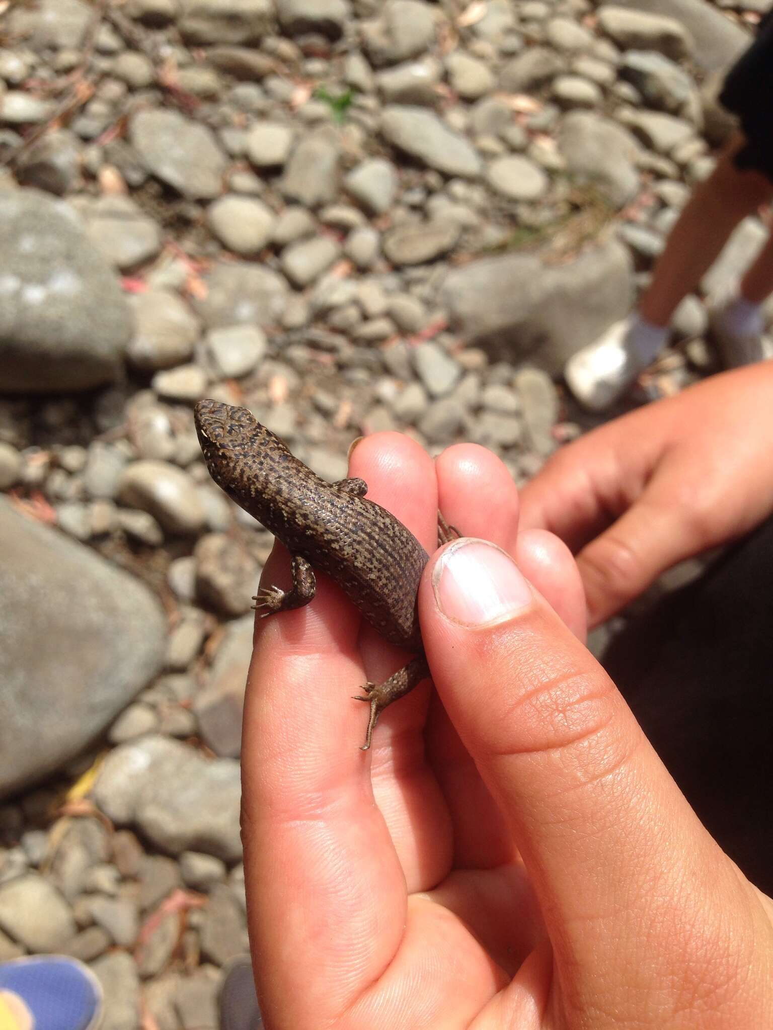 Image of Spotted Skink