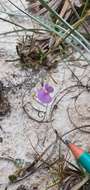 Image of Utricularia purpureocaerulea A. St.-Hilaire & F. Girard