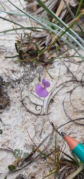 Image of Utricularia purpureocaerulea A. St.-Hilaire & F. Girard