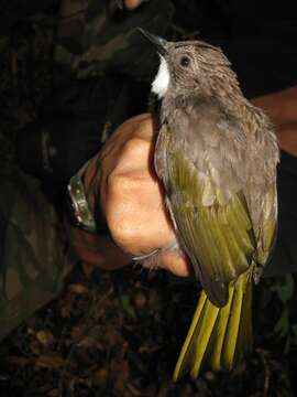 Image of Cinereous Bulbul