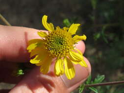 Image of ragleaf bahia