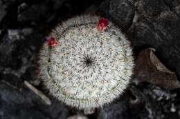 Image of Mammillaria albilanata subsp. oaxacana D. R. Hunt