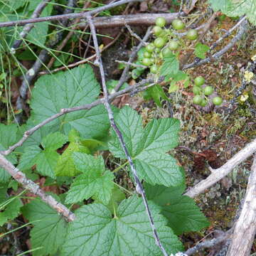 Image of northern black currant