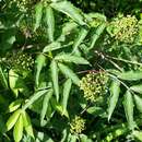 Imagem de Sambucus racemosa subsp. racemosa