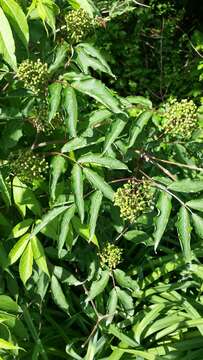 Image of red elderberry