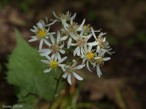 Image of white wood aster