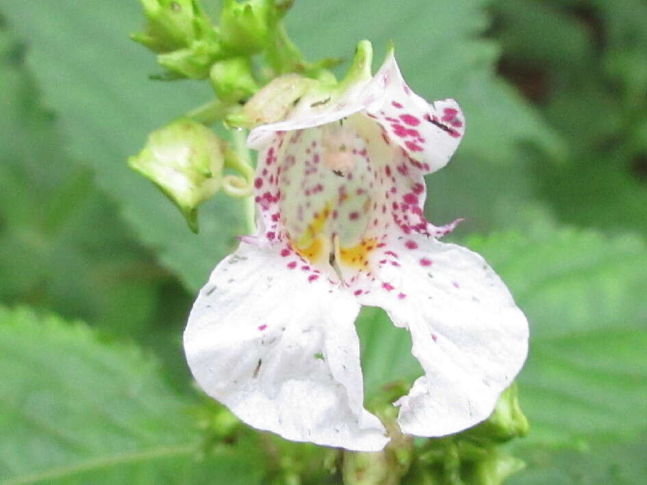 Image of Impatiens textorii Miq.