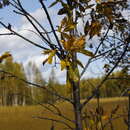 Image of Salix pseudopentandra (B. Floder.) B. Floder.