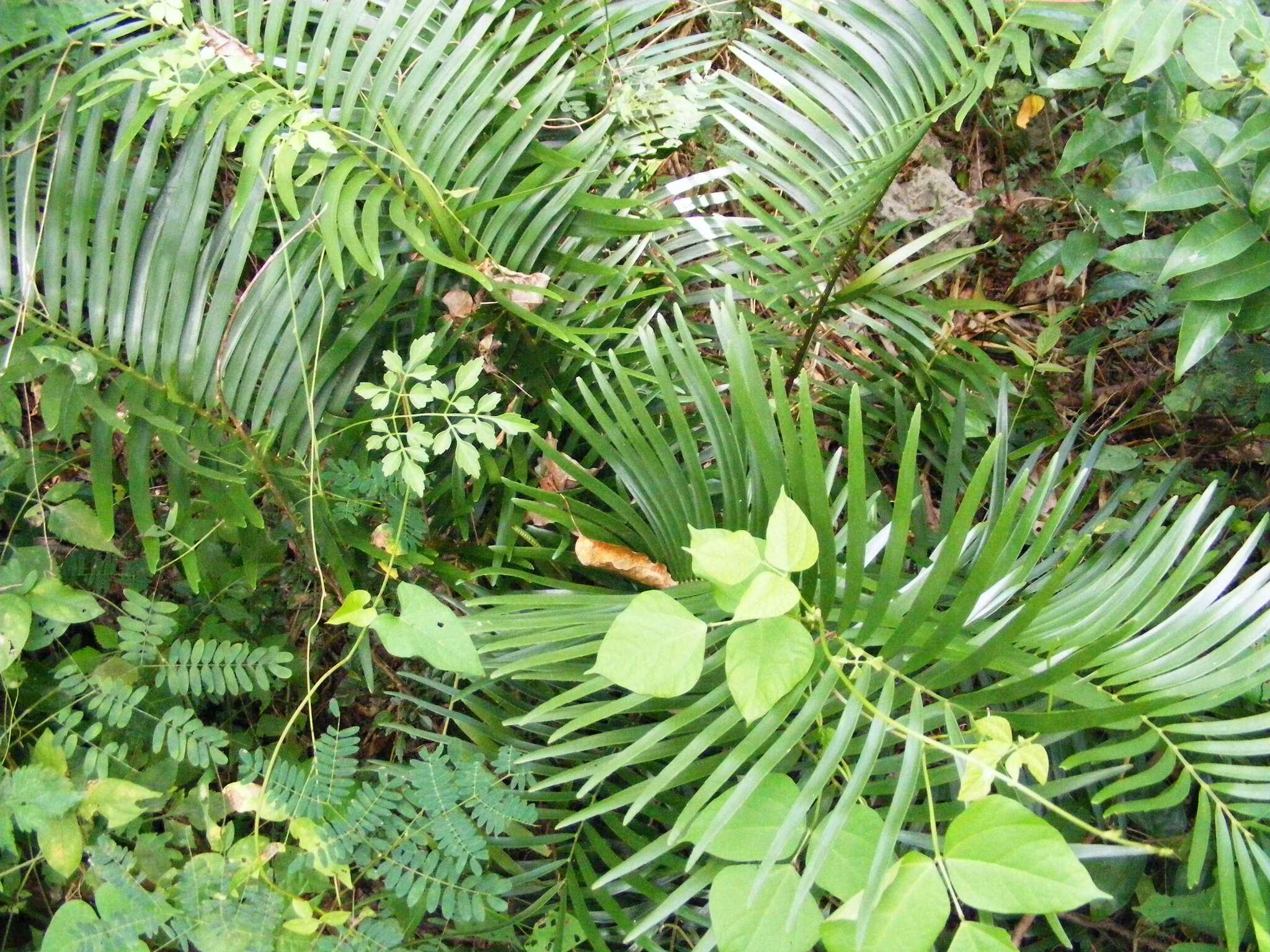 Image of coontie