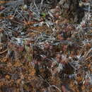 Image of Drosera neocaledonica R. Hamet