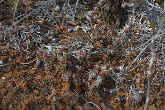 صورة Drosera neocaledonica R. Hamet