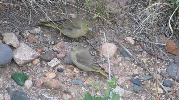 Image of Monte Yellow Finch