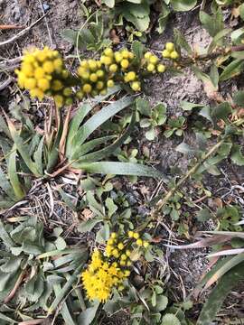 Image of Coast Goldenrod