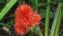 Image of Aechmea magdalenae (André) André ex Baker