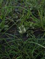 Image of Albuca virens (Lindl.) J. C. Manning & Goldblatt