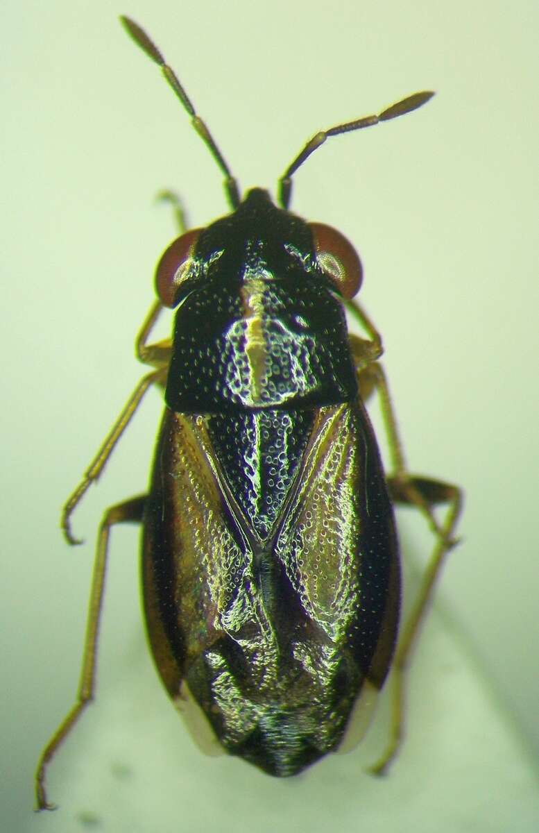 Image of <i>Geocoris ater</i>