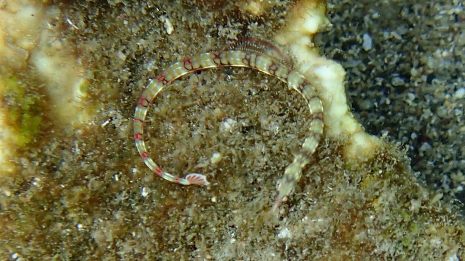 Image of Network pipefish