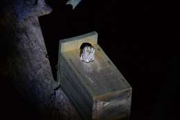 Image of Eurasian Scops Owl