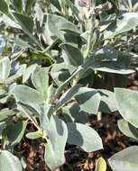 Image of sky-blue lupine