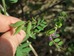 Image of Louisiana vetch