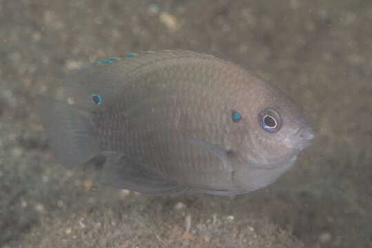 Image of Wedgespot damsel