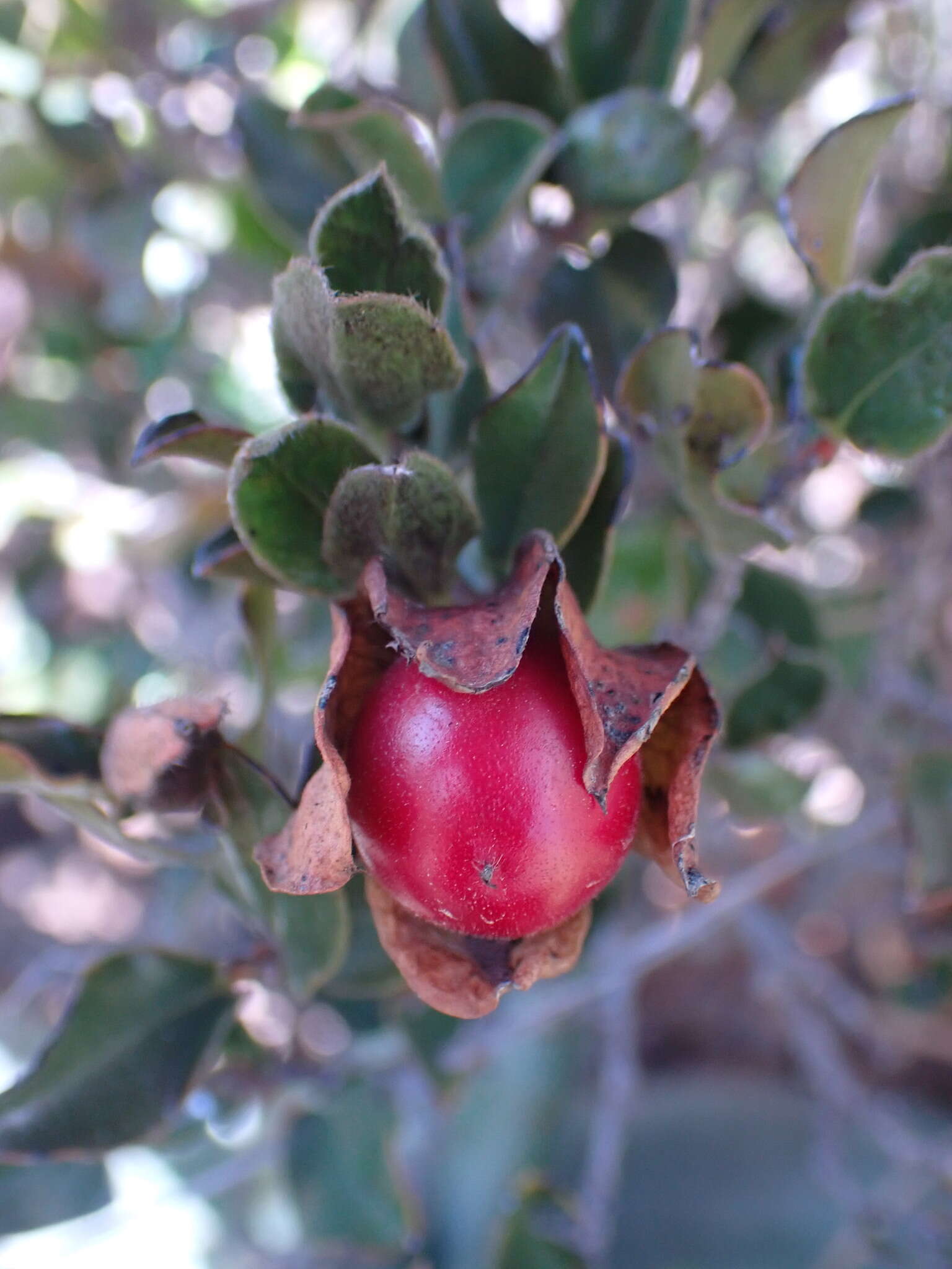 Image of Diospyros scabrida (Harv. ex Hiern) De Winter