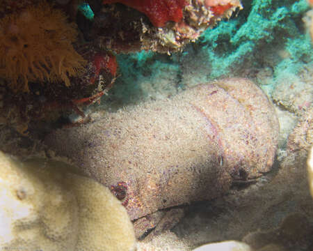 Image of Blunt Slipper Lobster