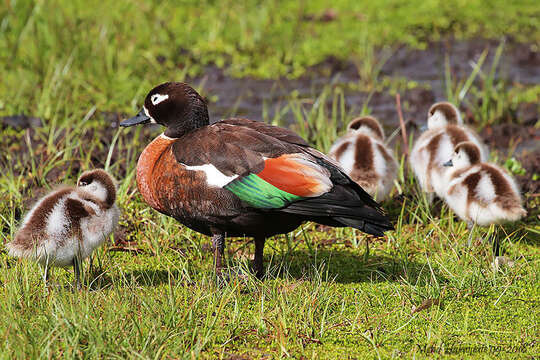 Image of Australian Shelduck