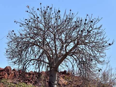 صورة Brachychiton acuminatus G. P. Guymer