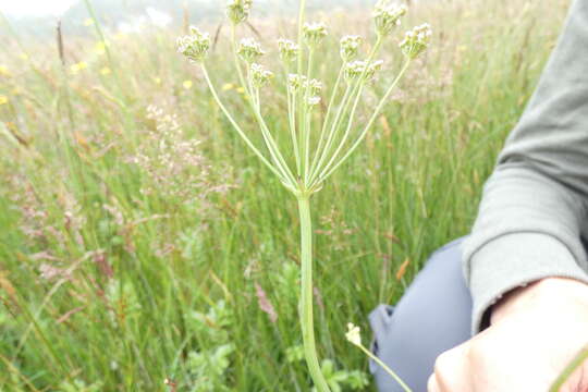 Image of Carum verticillatum (L.) W. D. J. Koch